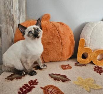 Rescue Domestic Short Hair and Siamese Cats for Adoption in Granby, Connecticut - KITTENS!! 4 Girls And 2 Boys!! | PetCurious