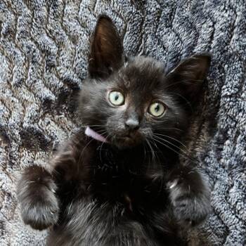 Fiji -  Domestic Short Hair Cat for Adoption in Evanston, Illinois - Fiji | PetCurious