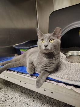 Rescue Domestic Short Hair Cats for Adoption in Richmond, Missouri - Brandy | PetCurious