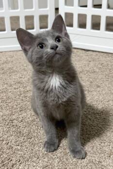 Daisy -  Domestic Short Hair Cat for Adoption in Silver Spring, Maryland - Daisy | PetCurious