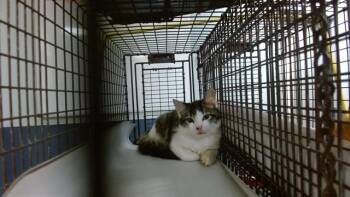 JACK -  Domestic Short Hair Cat for Adoption in Doral, Florida - JACK | PetCurious