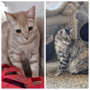 Domestic Short Hair and Tabby Cats Available for Adoption in San Jose, California - Darla & Galinda | PetCurious