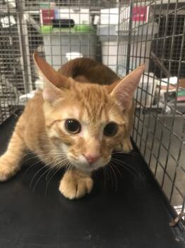 COPPER -  Domestic Short Hair Cat for Adoption in Conroe, Texas - COPPER | PetCurious