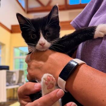 Vincent -  Domestic Short Hair Cat for Adoption in Lynchburg, Virginia - Vincent | PetCurious
