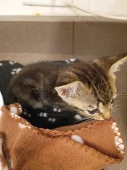 Maple Tree -  Domestic Short Hair Cat for Adoption in Atlanta, Georgia - Maple Tree | PetCurious