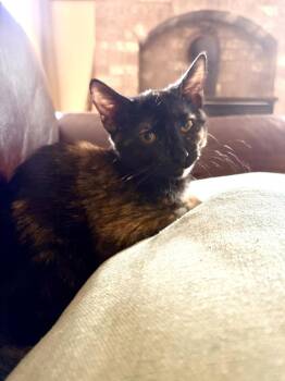 Arizona -  Domestic Short Hair Cat for Adoption in Vancouver, Washington - Arizona | PetCurious