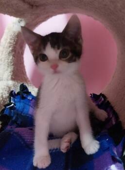 Rescue Domestic Short Hair Cats for Adoption in South Bend, Indiana - Hans Solo * IN FOSTER * | PetCurious