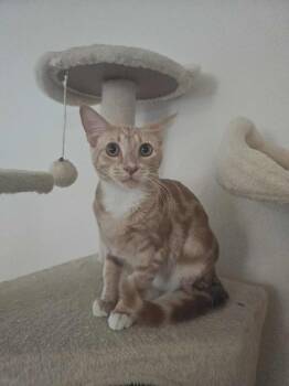Rescue Domestic Short Hair Cats for Adoption in Antioch, California - Luke | PetCurious