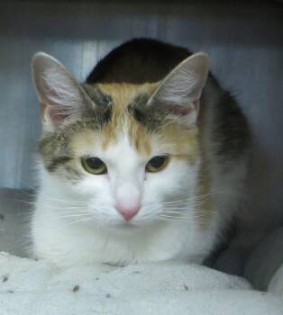 Calico Cats Available for Adoption - Lilly | PetCurious