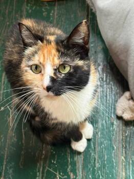 Magnolia -  Domestic Short Hair Cat for Adoption - Magnolia | PetCurious
