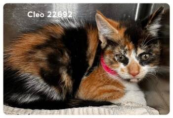 CLEO (see also CHLOE & CLARA) -  Domestic Medium Hair Cat for Adoption in Marietta, Georgia - CLEO (see Also CHLOE & CLARA) | PetCurious