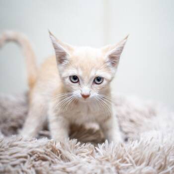 Valencia -  Domestic Short Hair Cat for Adoption in Gainesville, Georgia - Valencia | PetCurious