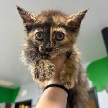 Carmel -  Domestic Long Hair Cat for Adoption in Franklin, North Carolina - Carmel | PetCurious