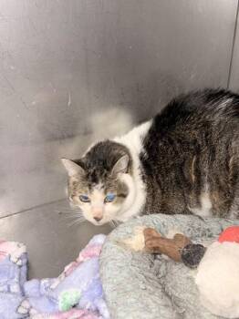 Domestic Short Hair Cats Available for Adoption - Abigail | PetCurious