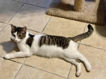 Rescue Domestic Short Hair Cats for Adoption in Lacon, Illinois - Jinx | PetCurious