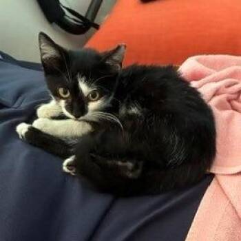 Kimzy -  Domestic Short Hair Cat for Adoption in Jupiter, Florida - Kimzy | PetCurious