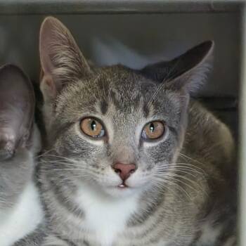 Rescue Domestic Short Hair Cats for Adoption in Huntington, West Virginia - Lasagna | PetCurious