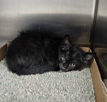 SIMON -  Domestic Short Hair Cat for Adoption in St. Louis, Missouri - SIMON | PetCurious