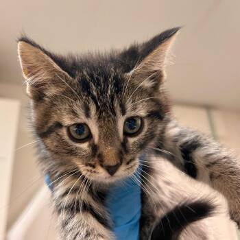 Mumbai -  Domestic Short Hair Cat for Adoption in Woodinville, Washington - Mumbai | PetCurious