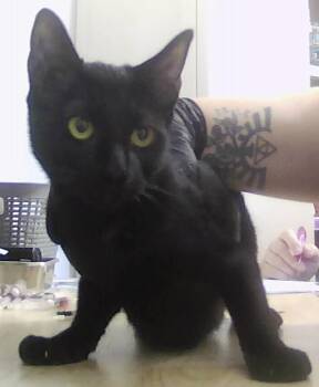 WooWoo -  Domestic Short Hair Cat for Adoption in Dayton, Minnesota - WooWoo | PetCurious