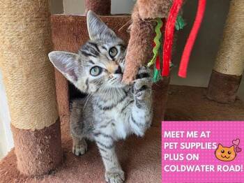 JESSICA -  Domestic Short Hair Cat for Adoption in Fort Wayne, Indiana - JESSICA | PetCurious