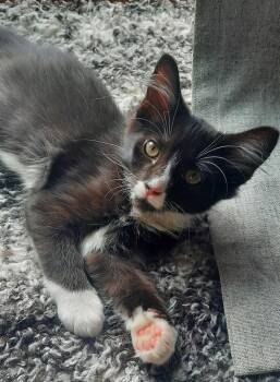 Rescue Domestic Long Hair Cats for Adoption in Albany, Wisconsin - Pooka | PetCurious