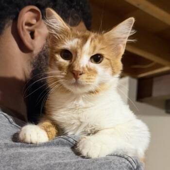 Ginger -  Domestic Short Hair Cat for Adoption in Buffalo, Minnesota - Ginger | PetCurious