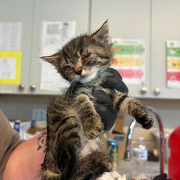 Domestic Short Hair Cats Available for Adoption in Huntington, West Virginia - Yahia | PetCurious