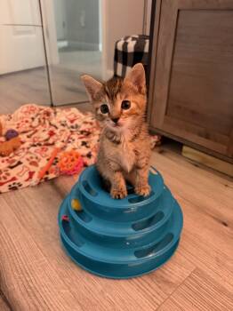 Taylor (T&T litter) -  American Shorthair Cat for Adoption in Bordentown, New Jersey - Taylor (T&T Litter) | PetCurious