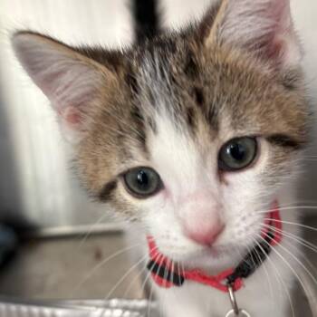 Domestic Short Hair Cats Available for Adoption in Tulsa, Oklahoma - Butte | PetCurious