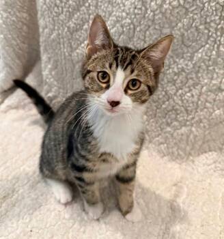 HAYMITCH -  Domestic Short Hair Cat for Adoption in Canfield, Ohio - HAYMITCH | PetCurious