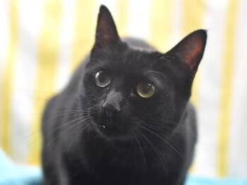 Domestic Short Hair Cats Available for Adoption in Portland, Oregon - Fraya | PetCurious