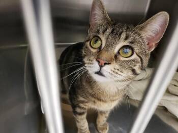 SABBATH -  Domestic Short Hair Cat for Adoption in Omaha, Nebraska - SABBATH | PetCurious