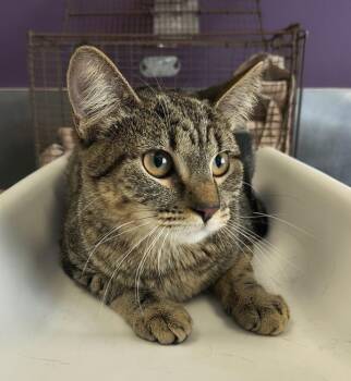 *Tammy Lynn* -  Domestic Short Hair Cat for Adoption in Salt Lake City, Utah - *Tammy Lynn* | PetCurious