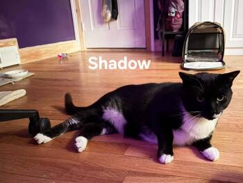 Shadow -  Domestic Short Hair Cat for Adoption in Chicopee, Massachusetts - Shadow | PetCurious