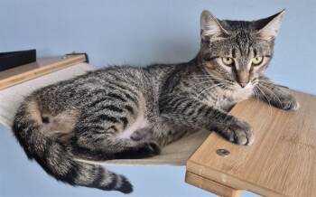 Rescue Domestic Short Hair Cats for Adoption in Decatur, Illinois - NICKY | PetCurious