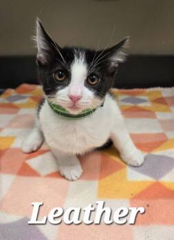 Leather -  Domestic Short Hair Cat for Adoption in Sidney, Ohio - Leather | PetCurious