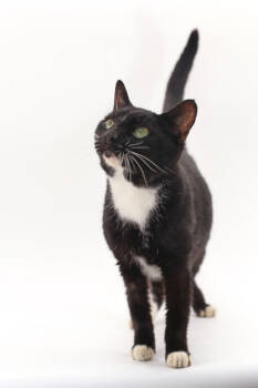 Rescue Domestic Short Hair Cats for Adoption in Morton Grove, Illinois - Surprise | PetCurious