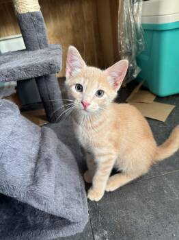 Oatmeal -  Domestic Short Hair Cat for Adoption in Bendersville, Pennsylvania - Oatmeal | PetCurious