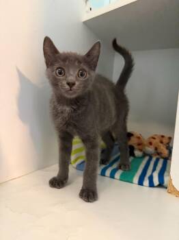 Elmer -  Domestic Short Hair Cat for Adoption in Hyde Park, New York - Elmer | PetCurious