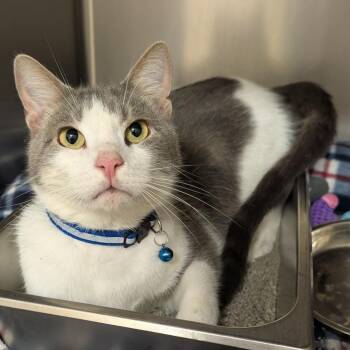 Loki -  Domestic Short Hair Cat for Adoption in Shinnston, West Virginia - Loki | PetCurious