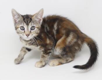 Rescue Torbie and Bengal Cats for Adoption in Bedford Hills, New York - Mars - She Cannot Be Any Cuter Or Cuddlier!  GORGEOUS!! | PetCurious