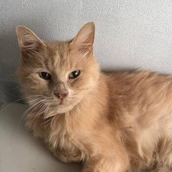 Fluffy-C -  Domestic Long Hair Cat for Adoption in East St. Louis, Illinois - Fluffy-C | PetCurious