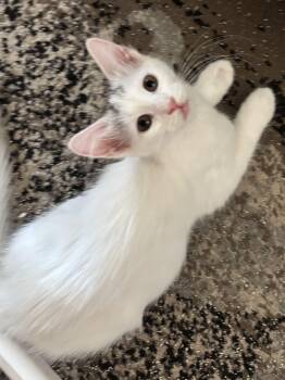 Opal -  Domestic Medium Hair Cat for Adoption in Gilbert, Arizona - Opal | PetCurious