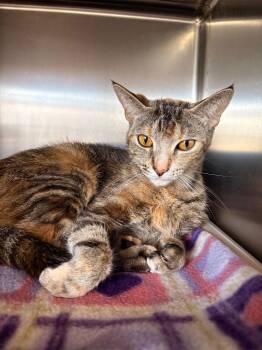 Domestic Short Hair Cats Available for Adoption in Detroit, Michigan - Whiskers The Lioness | PetCurious