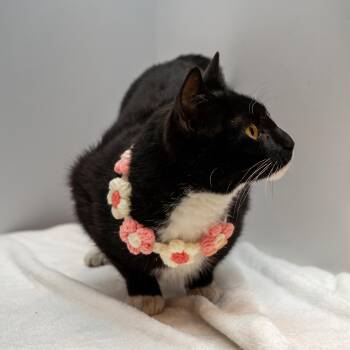 Tuxedo Cats Available for Adoption in Bloomfield, New Jersey - Bella | PetCurious