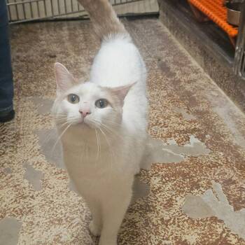 Domestic Short Hair Cats Available for Adoption in Ringtown, Pennsylvania - Trapper | PetCurious