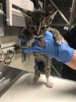 BANSHEE -  Domestic Short Hair Cat for Adoption in Conroe, Texas - BANSHEE | PetCurious