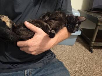 MAMA KITTY -  Torbie and Domestic Medium Hair Cat for Adoption - MAMA KITTY | PetCurious