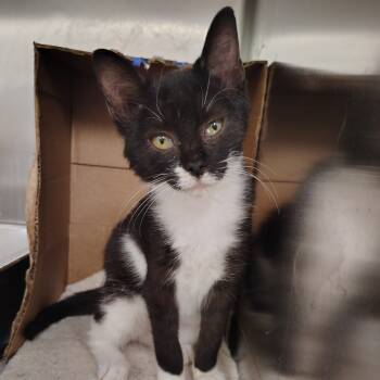 Rescue Domestic Short Hair Cats for Adoption in Springtown, Texas - Eleanor | PetCurious